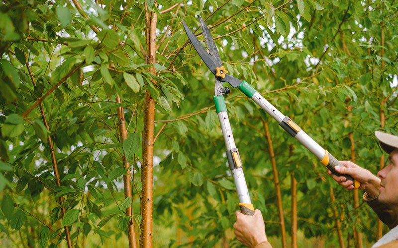 Tree trimming in Ringgold, LA